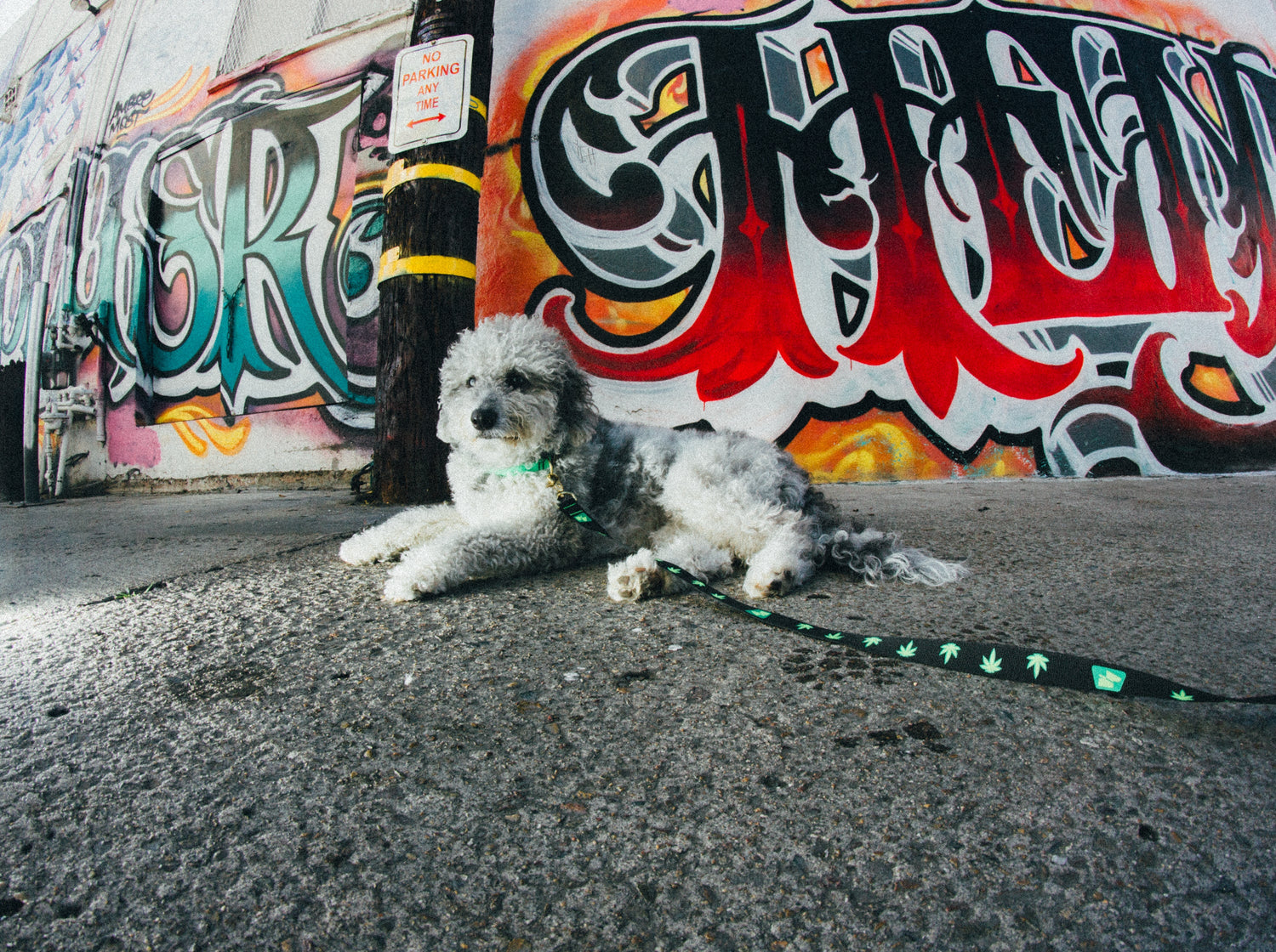 LEASHES